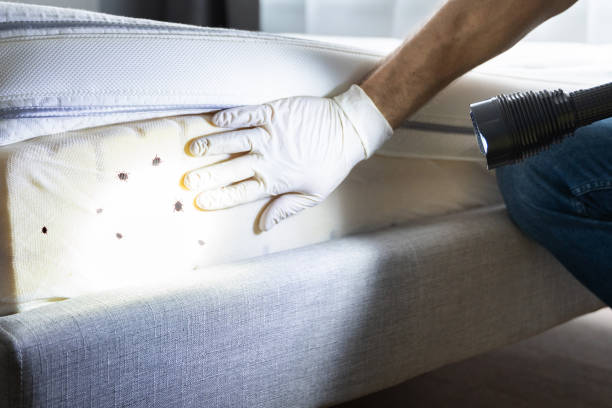 Best Termite Control Services  in Galveston, IN