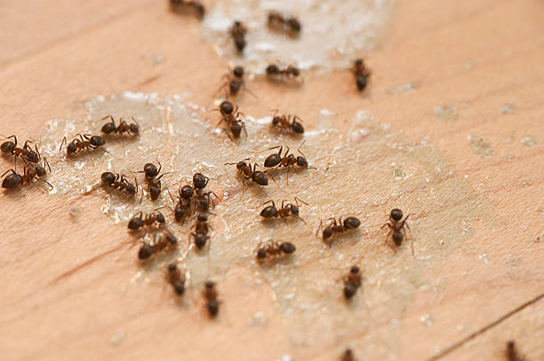 Best Affordable Pest Control Services  in Galveston, IN